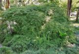 Acer palmatum. Молодые деревья. Абхазия, Сухумский ботанический сад. 19.08.2015.