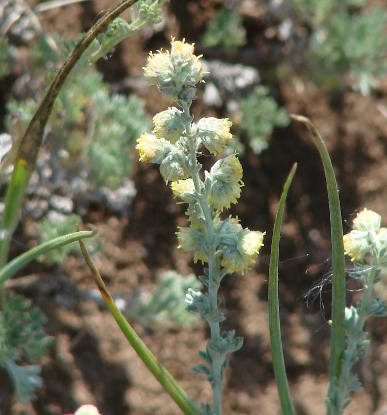 Изображение особи Artemisia frigida.