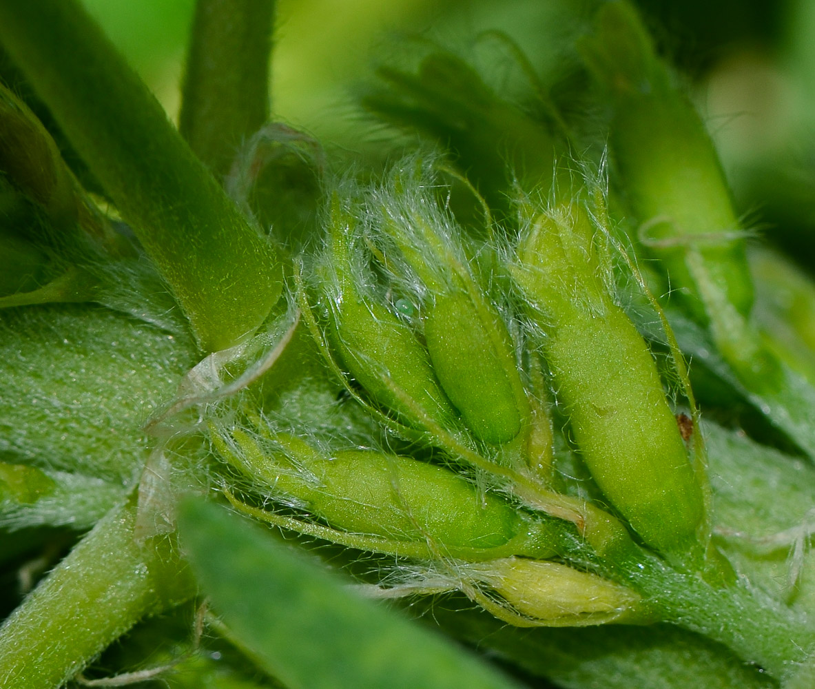 Image of Astragalus macrocarpus specimen.