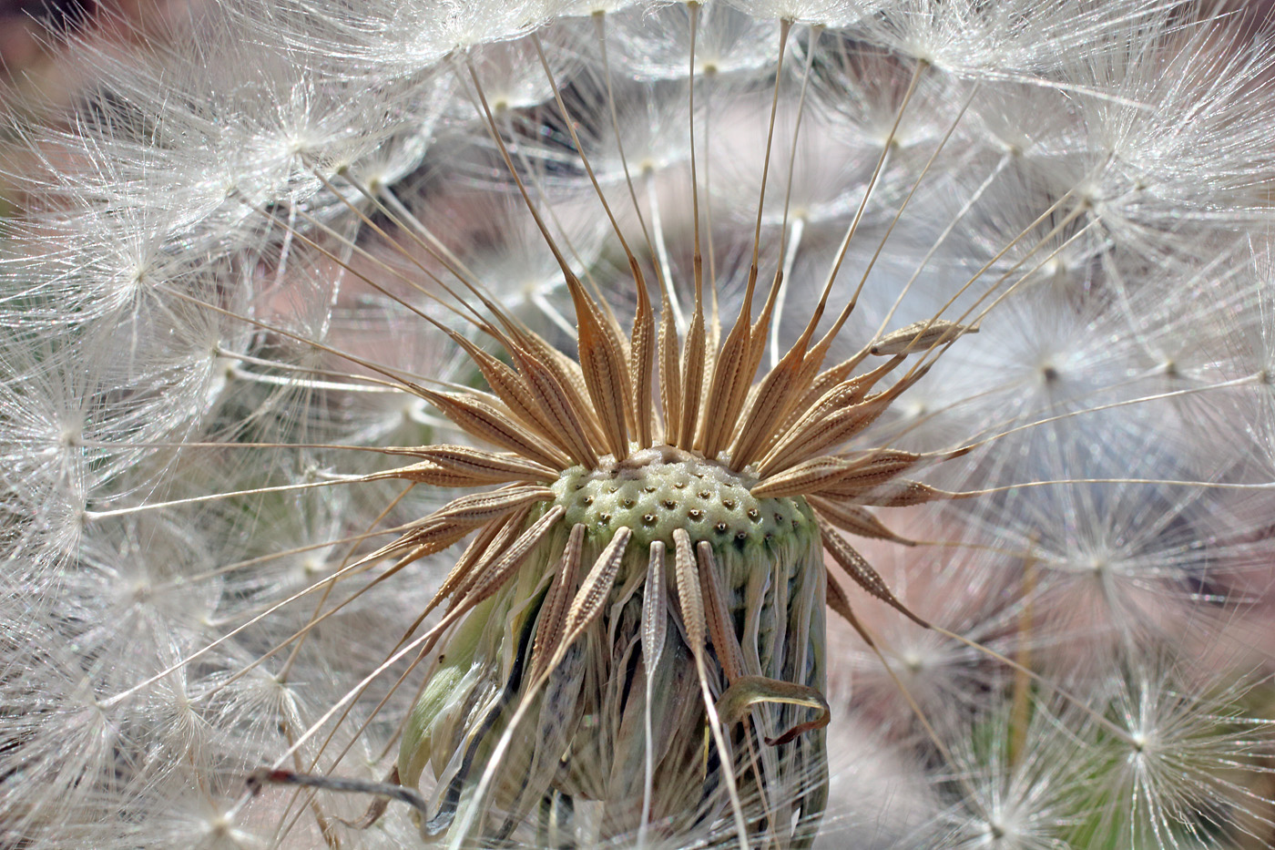 Изображение особи Taraxacum turcomanicum.