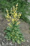 Verbascum formosum. Цветущее растение. Нагорный Карабах, окр. г. Шуши, Унотское ущелье. 10.05.2013.