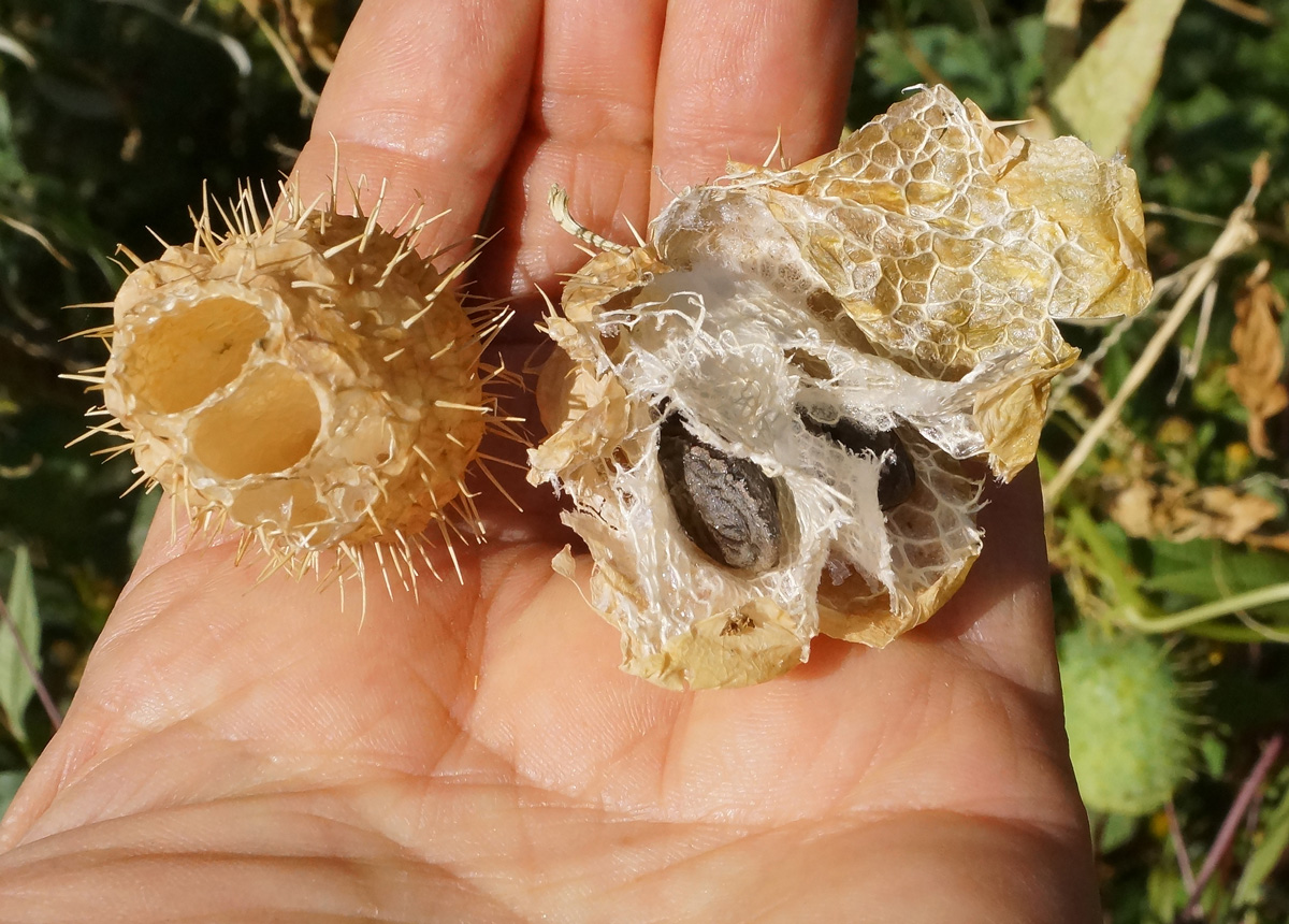 Изображение особи Echinocystis lobata.