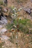 Eryngium macrocalyx