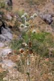 Eryngium macrocalyx. Верхушка цветущего растения. Южный Казахстан, горы Алатау (Даубаба), Западное ущелье. 14.07.2014.