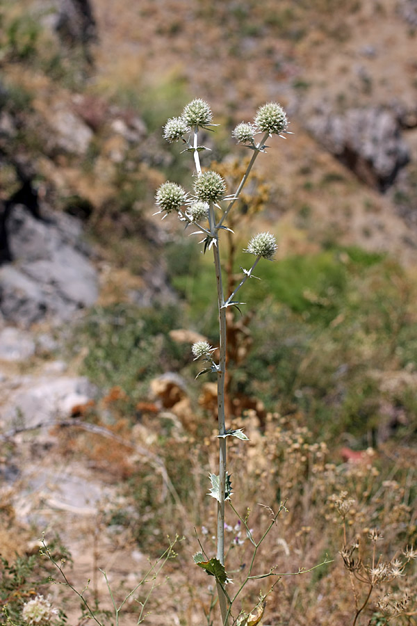 Изображение особи Eryngium macrocalyx.