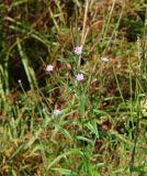 Epilobium palustre