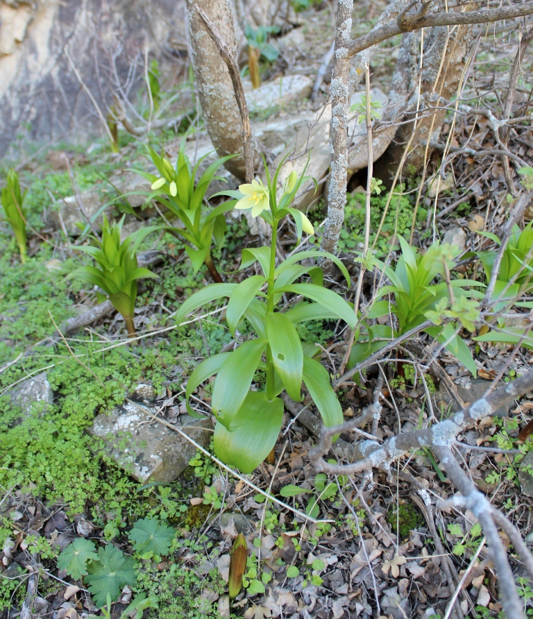 Image of Fritillaria raddeana specimen.
