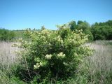 Sambucus racemosa. Цветущее растение на старой залежи. Пензенская обл., Иссинский р-н, окр. с. Симанки. 19 мая 2013 г.