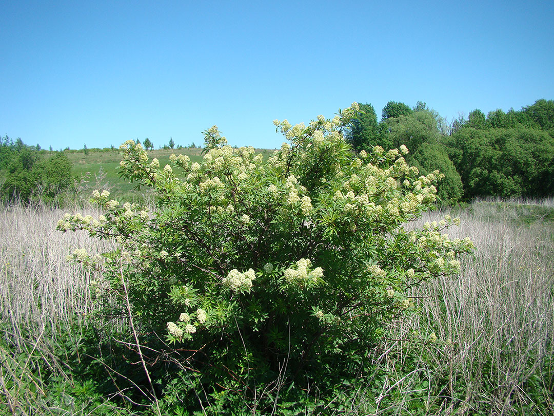 Image of Sambucus racemosa specimen.