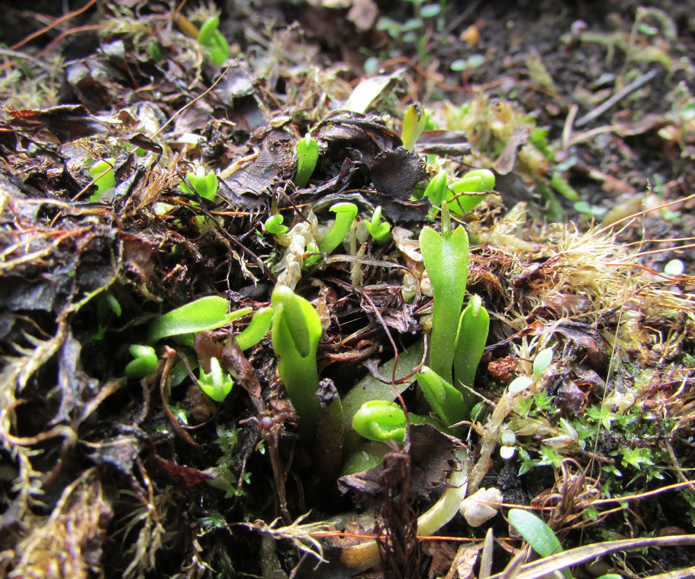 Image of Dionaea muscipula specimen.