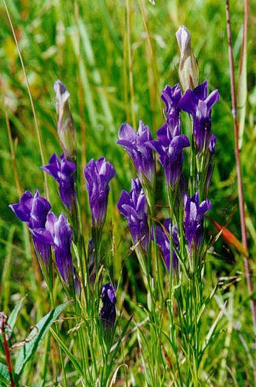 Image of Gentianopsis barbata specimen.