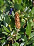 genus Salix