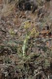 Ferula karataviensis