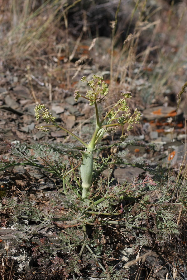 Изображение особи Ferula karataviensis.