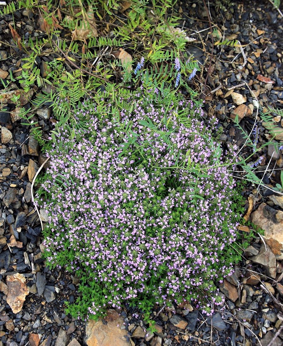 Изображение особи Thymus nervulosus.