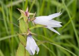 Campanula latifolia