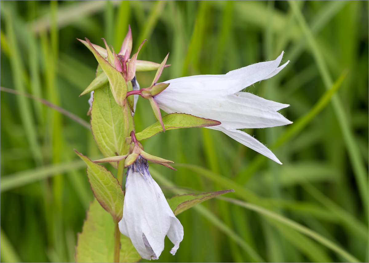 Изображение особи Campanula latifolia.