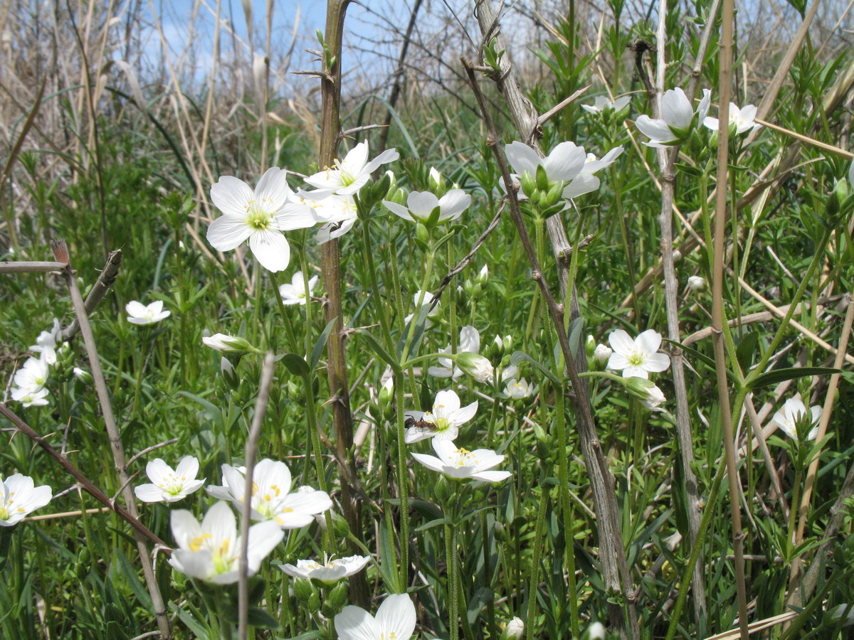 Изображение особи Cerastium bungeanum.