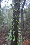 Zanthoxylum nitidum. Побег на стволе дерева. Южный Китай, Гуандун, геопарк Дансия (Шаогуань) (Shaoguan Danxia Mountain Geopark). 26 февраля 2016 г.