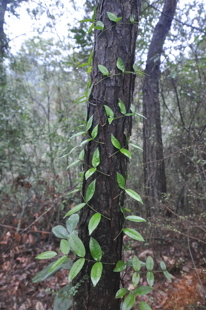 Изображение особи Zanthoxylum nitidum.