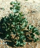 Eryngium maritimum