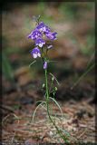 Campanula rotundifolia. Верхняя часть цветущего растения. Республика Татарстан, Волжско-Камский заповедник, июль 2008 г.