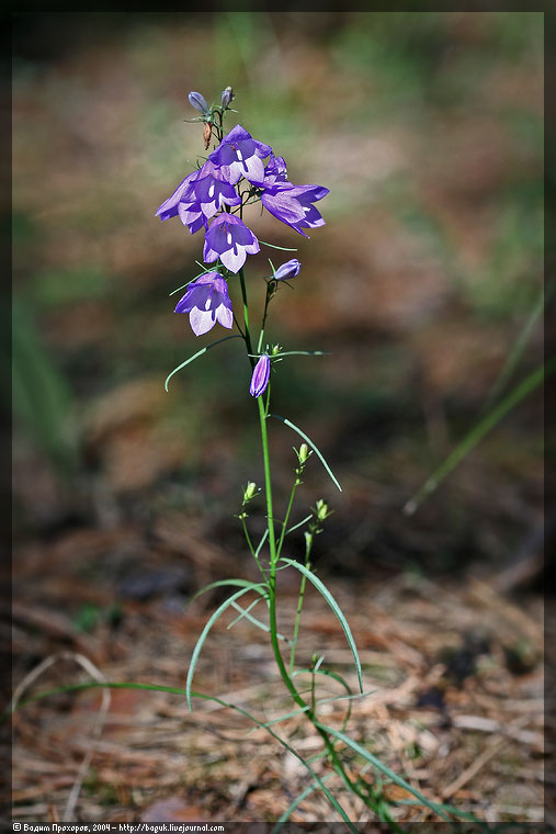 Image of Campanula rotundifolia specimen.