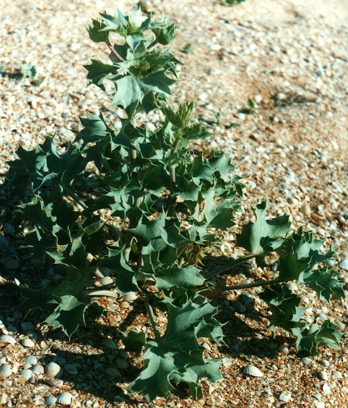 Изображение особи Eryngium maritimum.