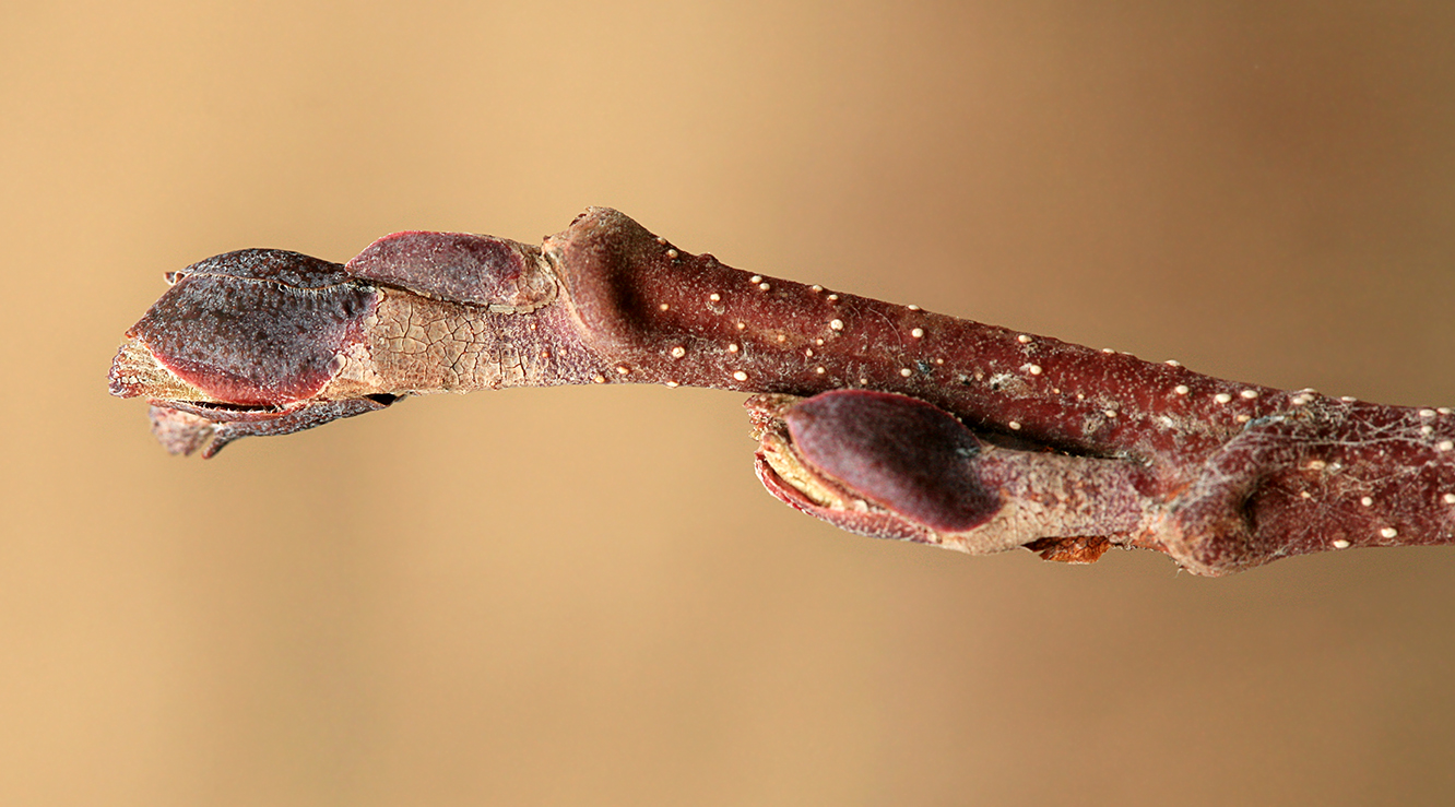 Image of Alnus incana specimen.