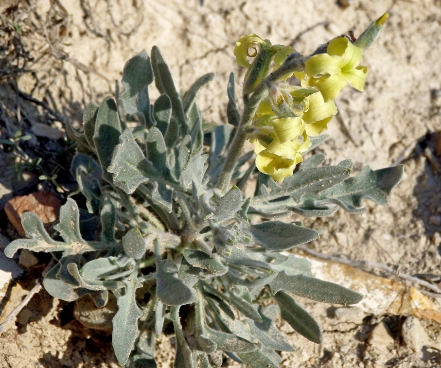 Image of Matthiola odoratissima specimen.