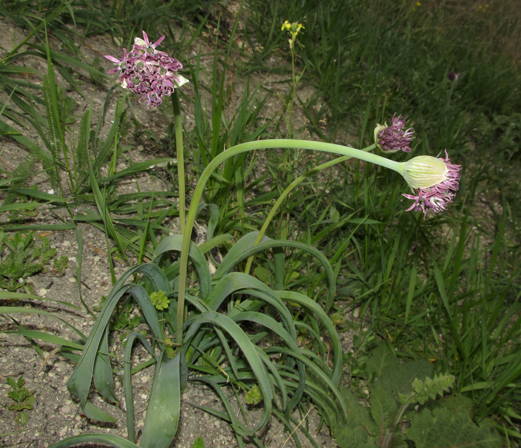 Изображение особи Allium cyrilli.