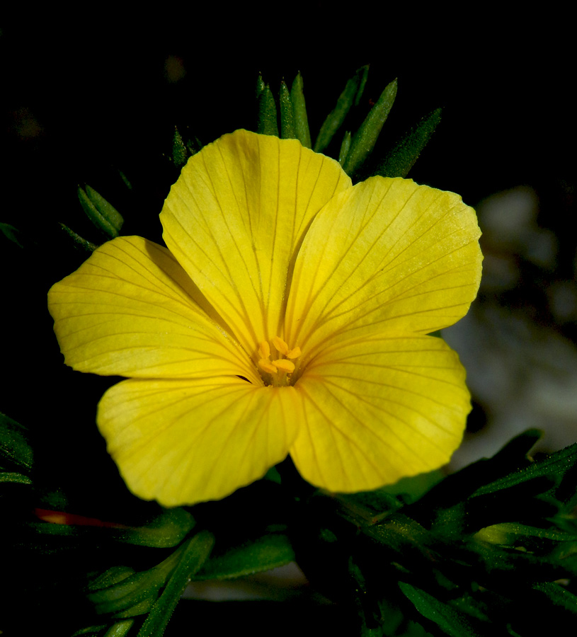 Изображение особи Linum nodiflorum.