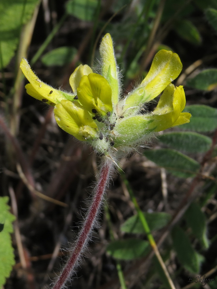 Изображение особи Astragalus dasyanthus.