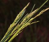 Poa pratensis. Соцветия. Московская обл., Раменский р-н, окр. ж.-д. платформы Хрипань, залежь. 18.05.2016.