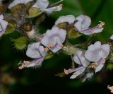 genus Ocimum
