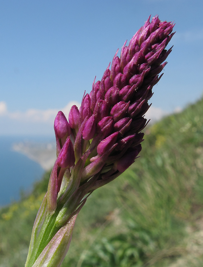 Изображение особи Anacamptis pyramidalis.