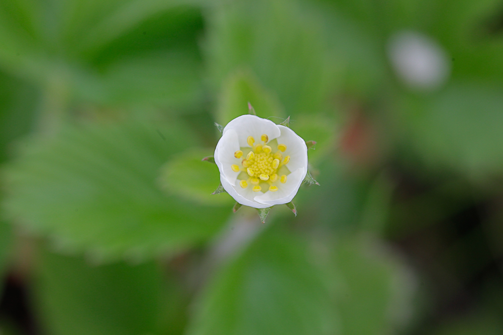 Image of Fragaria campestris specimen.