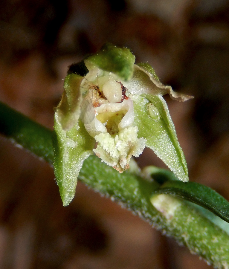 Изображение особи Epipactis microphylla.