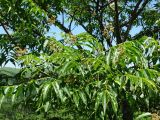 Phellodendron amurense