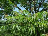Phellodendron amurense. Ветвь с соцветиями и листьями. Приморье, окр. г. Находка, смешанный лес. 26.06.2016.