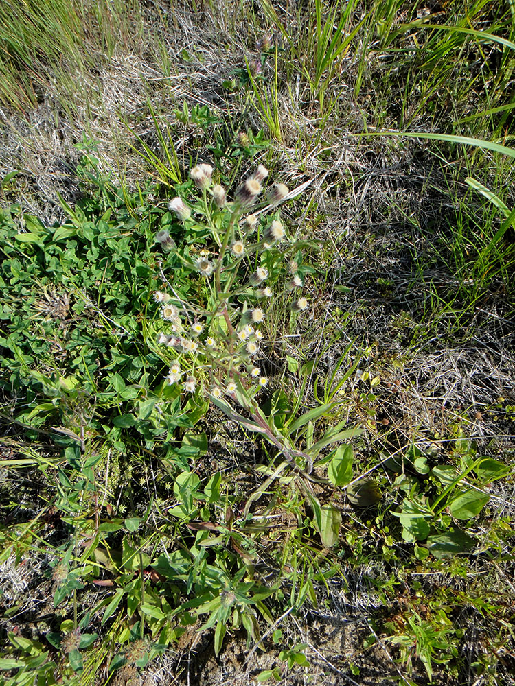 Image of Erigeron acris specimen.