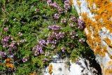 Thymus moldavicus. Цветущее растение на скале. Крым, Керченский п-ов, Караларская степь. 09.06.2016.