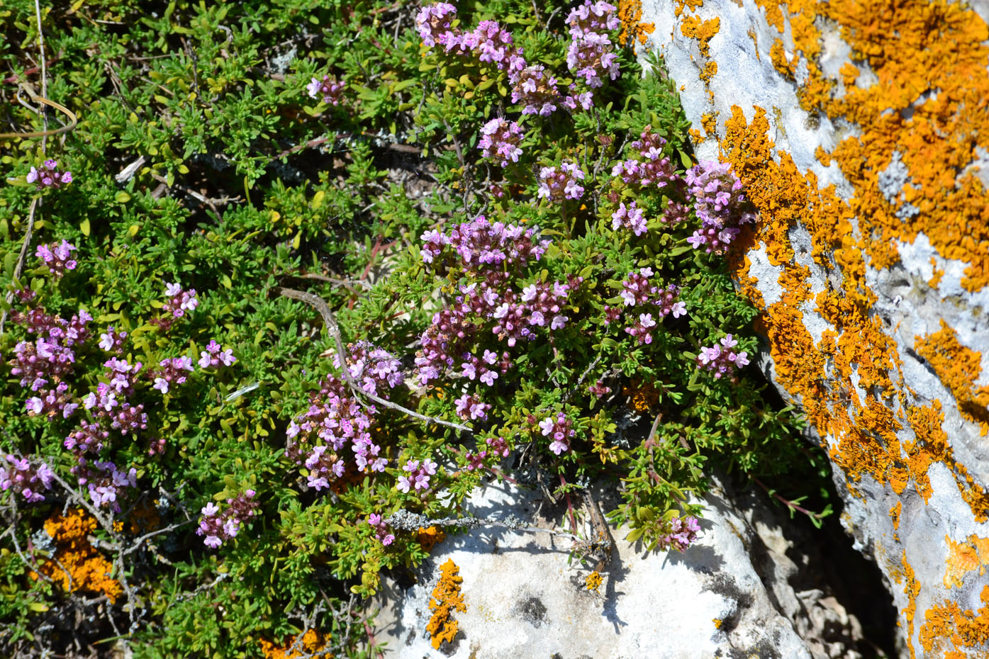 Изображение особи Thymus moldavicus.