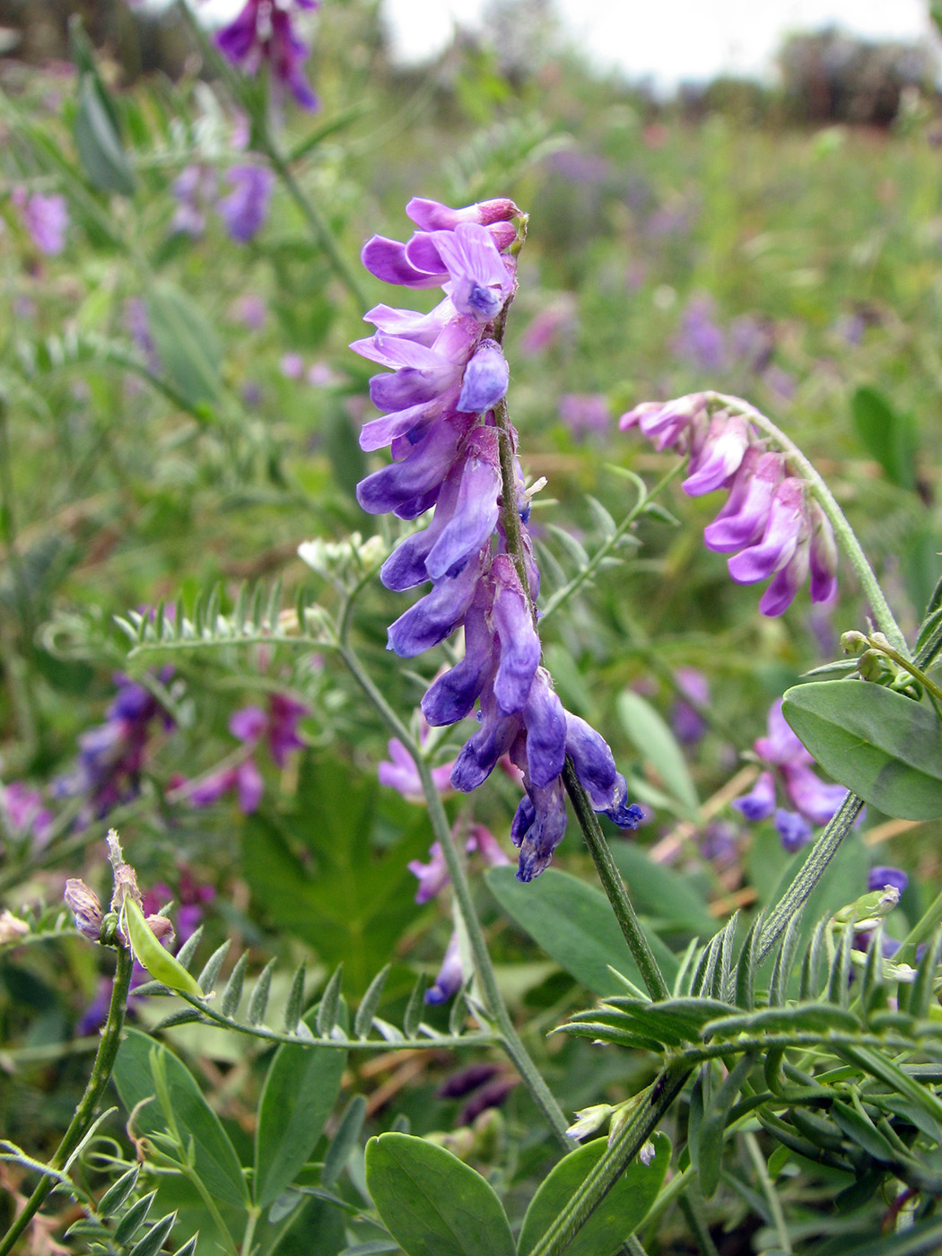Image of Vicia cracca specimen.
