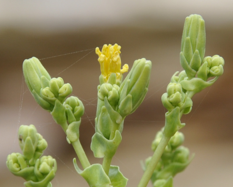 Изображение особи Lactuca sativa.