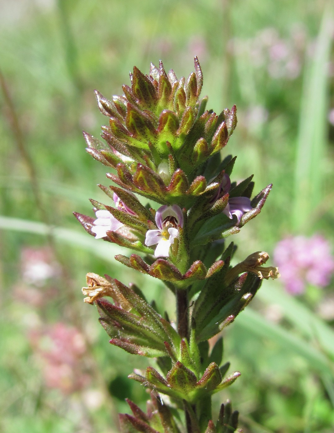 Image of genus Euphrasia specimen.