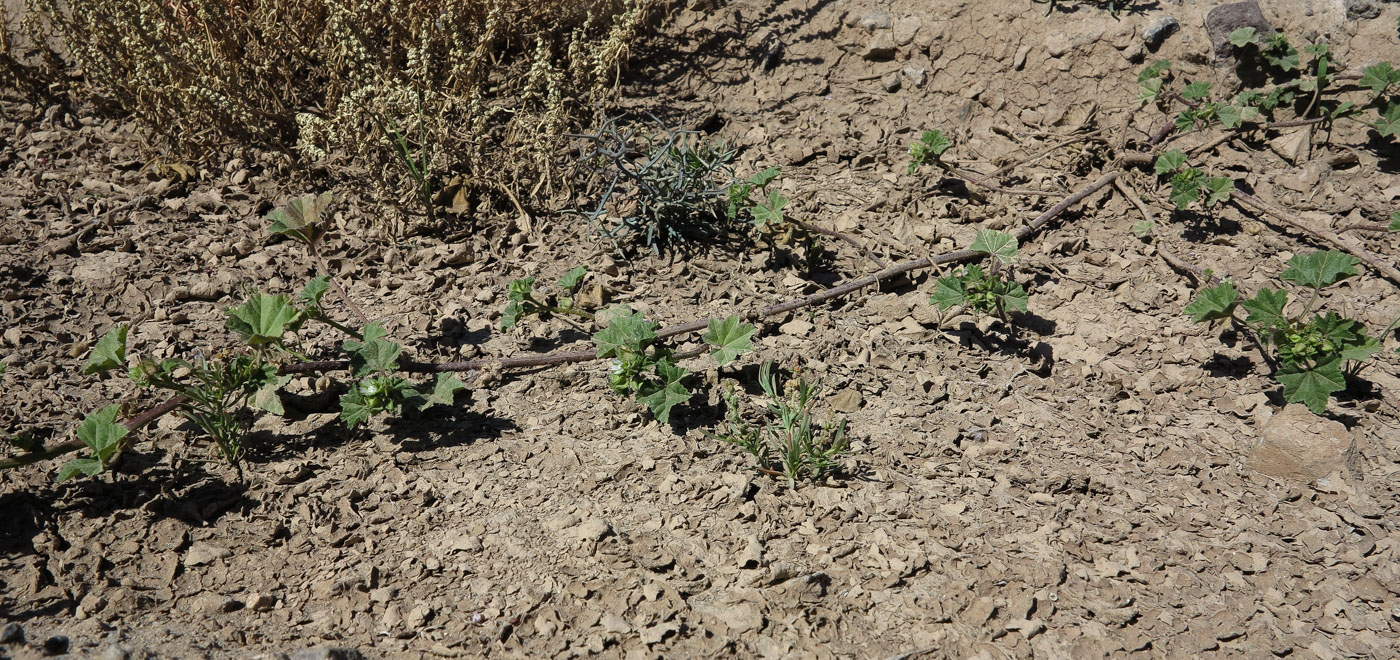 Image of Malva parviflora specimen.