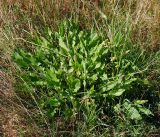 Rumex acetosa