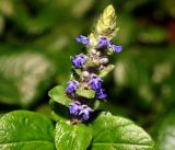 Ajuga reptans. Соцветие на верхушке побега (повторное осеннее цветение). Московская обл., Раменский р-н, окр. дер. Хрипань, садовый участок. 05.09.2016.