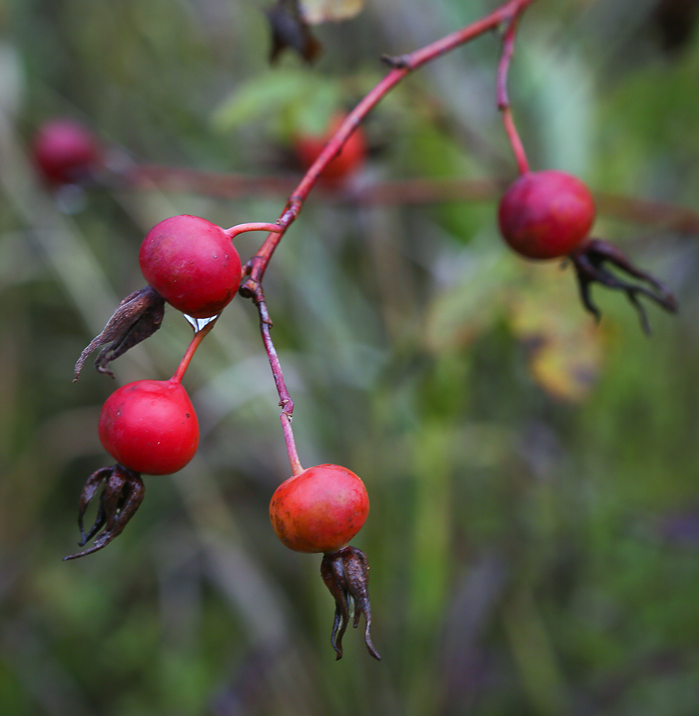 Image of Rosa cinnamomea specimen.